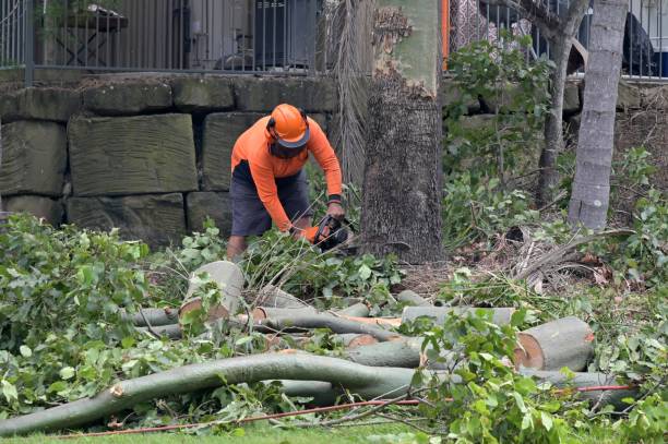 Best Tree Care Services  in Richfield, UT